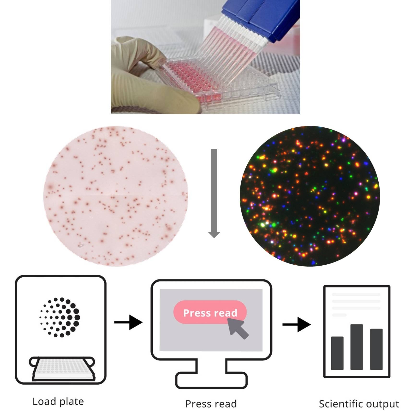 JAN 28 - Enhancing Drug Development with ELISpot/FluoroSpot Assays: Foundational Insights and Recent Advancements